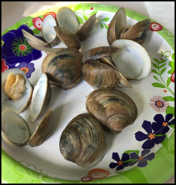 Clams