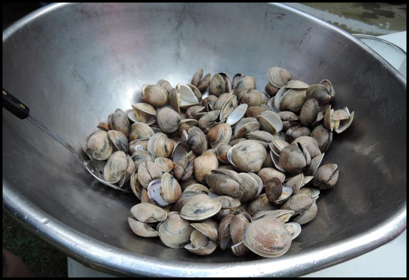Clams